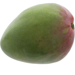 MANGUE KENT TRIGGERED 6PCS